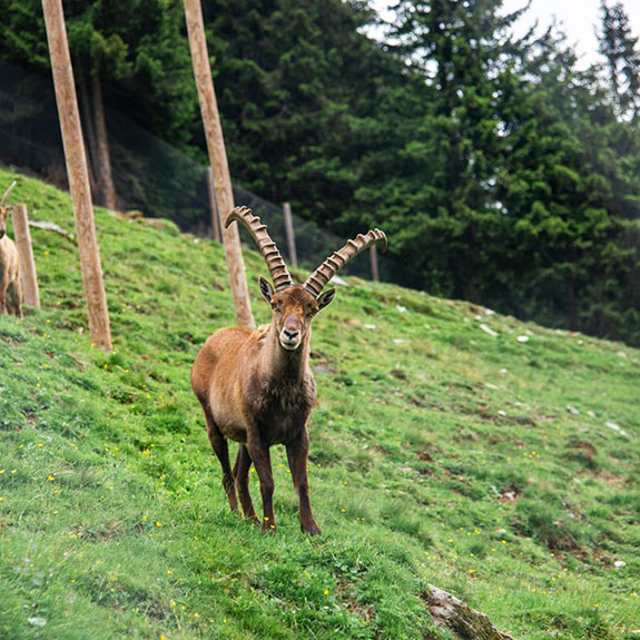 Auf der Pirsch in Saalbach Hinterglemm